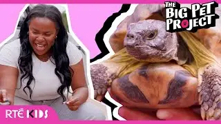 🌟 NEW: The Big Pet Project | 🐢 How Long Do Tortoises Live For?! | @RTEKids ​