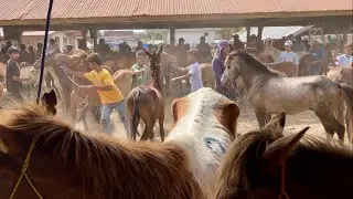 MELIHAT BERAGAM JENIS DAN WARNA KUDA DI PASAR KUDA!