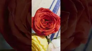 Rose Bank 🌹💐💝 / Three Roses from Cuddalore, TN, India. / SDR / 11.06.2025. 💛🧡🩷