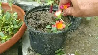 Growing different colours of portulaca moss rose#viralvideo #garden #portulacaflower 