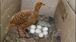 Teetar ka breeding | breeding ka season agya #teetarbird #teetarawaz #teetarbreeding #viralvideo
