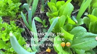 40F outside but, my little green house vegetables are growing good.