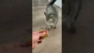 Ich kann dir das nicht geben das ist giftig f&uuml;r dich #gift #cat #cute #kitten #abonnieren #pets