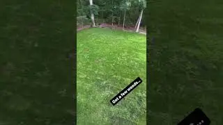 Growing grass seed in the summer