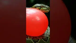 anaconda pops balloon #snake #balloon #popping #theothersideofmakebelieve