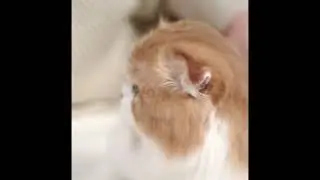 Cute kitty stock video | Free Stock Videos | Hd