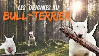 Bull-terrier ORIGINES & Caractéristiques #chien #bullterrier #dog #history #shortvideo