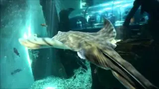 Oregon Coast Aquarium - Guest Dive Program (SCUBA)