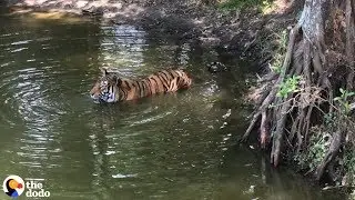 Here's Why Tigers Are Going Extinct  | The Dodo