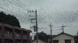 the birds （Homage to Hitchcock）