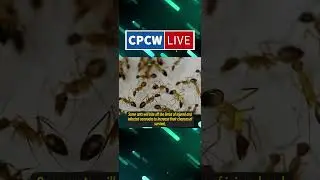 Ants also understand 
