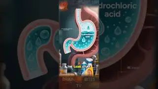 Your Stomach Acid Can Dissolve Metal?! 🥼 | Science Oddities ⚛️ | Brain Bites TV 🧠
