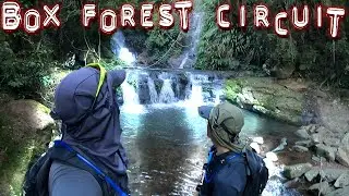 Navigating BOX FOREST CIRCUIT -  Lamington National Park