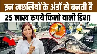 मछली के अंडों से बनता है Caviar। जानिए दुनिया का सबसे महंगा खाना और उसकी दिलचस्प सच्चाई।Fish Farming