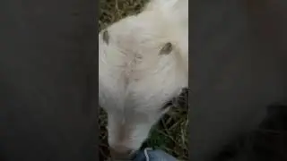 Baby goat close up.