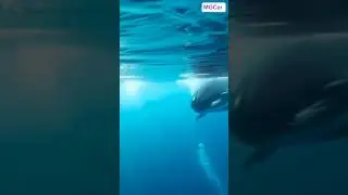 the car turns into a whale.,#cars #automobile #whale#shorts