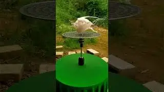 amazing shots