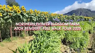 Full Walking Tour 2025 | Northern Flower Blossom Farm, Atok, Benguet