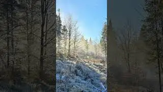 Recently in Poland #snow #winter #newyear #forest #relaxing