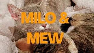 Cute NY Cats Enjoy Fire Escape & Cuddle After ❤️ Milo & Mew Mew ❤️