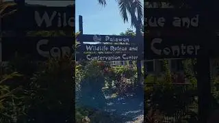 News from the Palawan Wildlife Rescue and Conservation Center (26/11/2024)