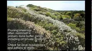 SHRUBS FOR DUNE OCEANFRONT LANDSCAPES & SUMMER BLOOMS - Episode 3 Deer Resistant Plants (DRP) Series