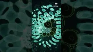 Fusion Fluid Cymatics Art by @cosmodernism #scienceart #science #parsec