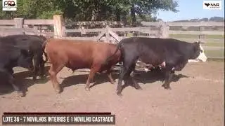 LOTE 36 - 7 NOVILHOS INTEIROS E 1 NOVILHO CASTRADO