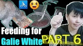 FeedingForStray | Reason To Adopt A Stray Dog (Part 6) - Galie White