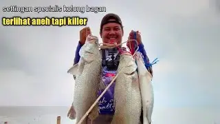 settingan barramundi khusus di bagan