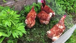 Our Ex battery hens after 5 weeks with us