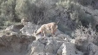 Thakatho markhor. Quetta Suleiman markhor