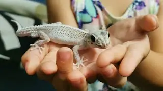 Pictus Gecko Shedding Issues