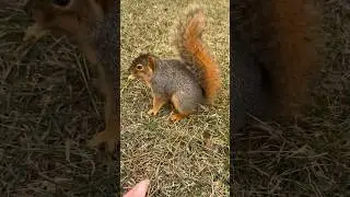 Cinnamon squirrel