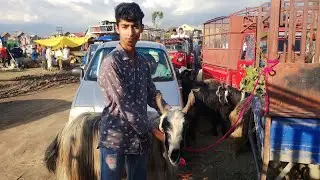 Exploring Eidgah Sheep Mandi 🐏 || Srinagar ❤