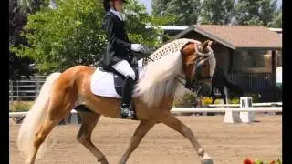 Haflinger Horse | Collection Of Horse Pictures