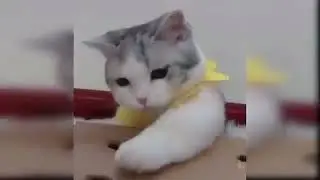 Baby Cats Cute and Funny Cat Videos Compilation  I  Pets Villa