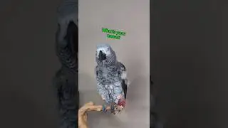 This Bird Is So Smart ❤ #talkingparrot #parrot #funny #birds #talkingbirds #cosmo #cute