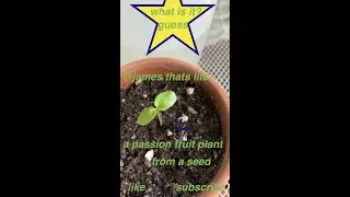 update growing from seed #plants  passion fruit flower home/balcony#short