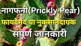 नागफनी के स्वास्थ्य-लाभ #pricklypear #nagfani #cactus #hawthorn #ayurveda #herbalgarden #indianherb 