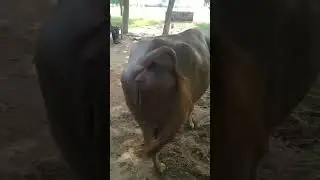 #murrah #viral #buffalo #youtube #mannigurjar Bhure Jhoti At Manni Gurjar Dairy Farm