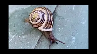 ⭐️Comment fabriquer une escargoti&egrave;re? #escargot