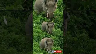 Extreme close experience with giant asian tusker elephant at buxa tiger reserve forest | Shorta#481