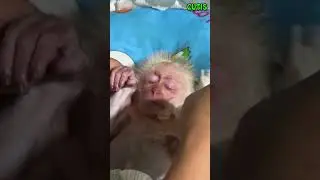 CUTIS Feels Sad and Worried Seeing the Baby Monkey Seriously Ill #cutis #monkey #cute #animals