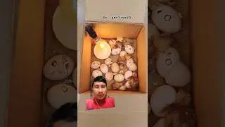 Membuat Alat Tetas Telur ayam Sederhana #egg #diy #chicken #reaction #ayamkita #mesintetas