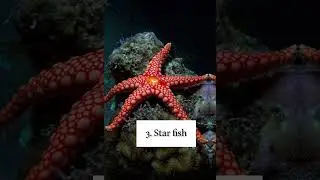 Top 5 Slowest Animals In The World #top #facts
