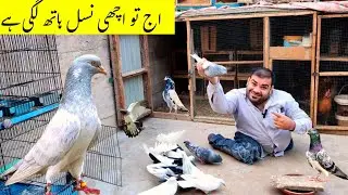 Bahut Dinon Bad Kabootar Pakra | Pigeon Trap | Pigeon Lovers | Hashim Kay parinday