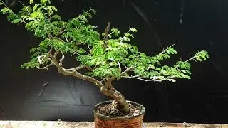 Brazilian Rain Tree Bonsai