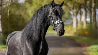 Sytze - Arent x Jehannes - 2021 - Gelding