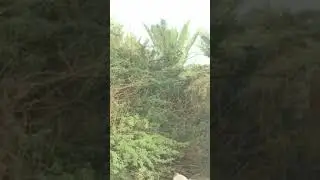 رمي ام صتمه غاز